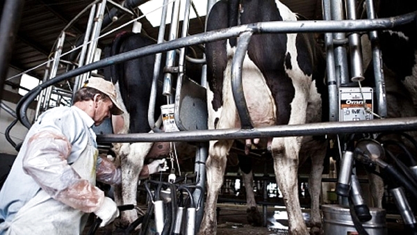 Advierten por malos números en la lechería: cae la producción y el consumo local