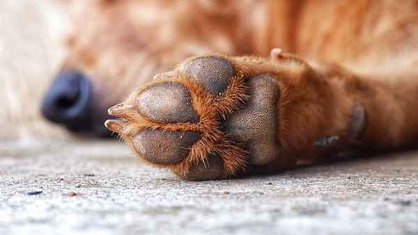 Mascota habría muerto en el norte de Bogotá tras recibir una descarga eléctrica de un poste en mal estado: fue alcanzada mientras caminaba por la ciclorruta