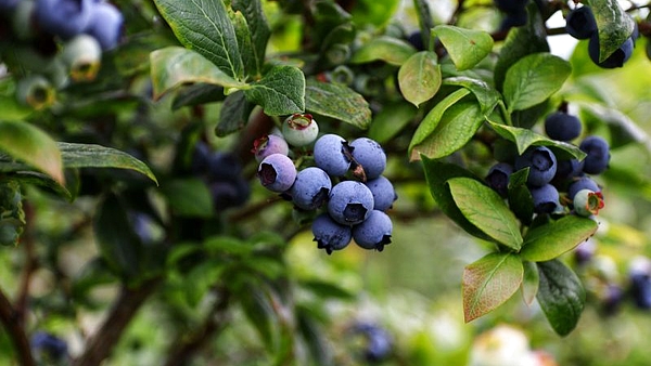El fruto de bosque que es esencial para fortalecer la memoria y prevenir la diabetes