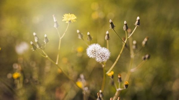 La hierba medicinal con múltiples beneficios para la salud que están comprobados por la ciencia