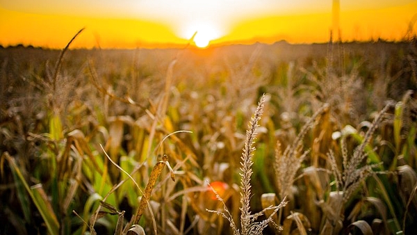 Afuera del RIGI, el agro propone su propio régimen y promete inversiones millonarias