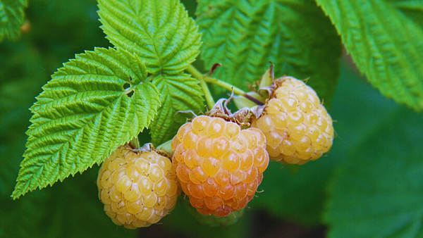 Oro patagónico: la fruta que produce colágeno, fortalece los huesos y alivia todos los dolores