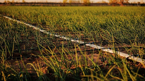 Bayer avanza con la agricultura regenerativa en la Argentina