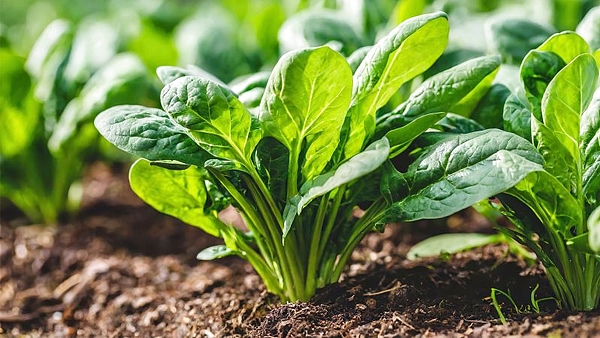 El alimento con más colágeno que ayuda a fortalecer los huesos y elimina el dolor de rodilla y articulaciones