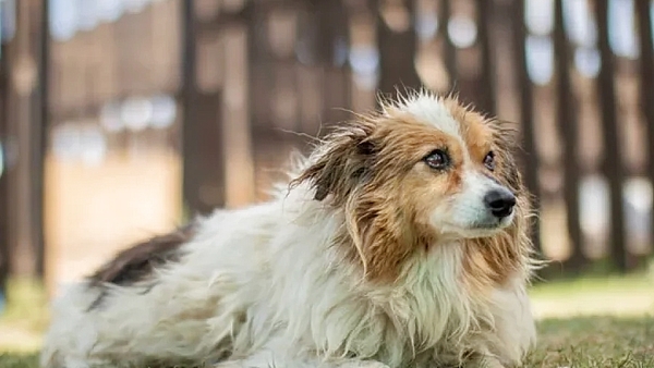 Edesur - Rescata Mascotas - Adoptar Animales