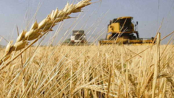 Estados Unidos autorizó el cultivo del trigo transgénico argentino