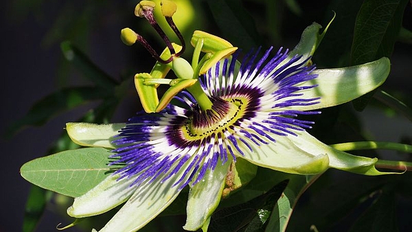 La planta medicinal que está entre las que más propiedades y beneficios tiene para la salud