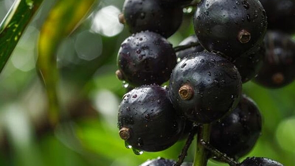 La fruta que pocos conocen, pero es un potente antioxidante, combate el envejecimiento y está repleta de fibra