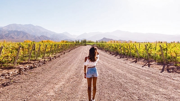 Para los amantes del vino: el viñedo argentino que está más cerca del mar, ¿dónde queda?