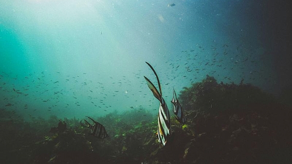 Este país de América del Sur tiene las montañas submarinas más grandes