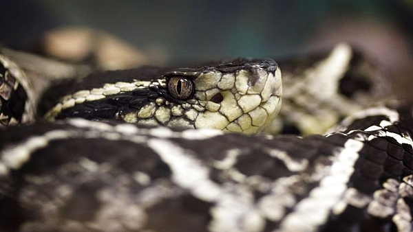 La peligrosa serpiente venenosa que habita en Argentina, Brasil y Paraguay: qué tenés que hacer si te muerde una