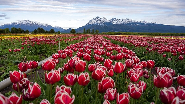 Se acerca octubre y el campo de tulipanes más famoso de la Argentina lo sabe: dónde queda, cómo visitarlo