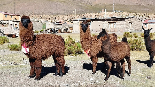 Bolivia reúne saberes para preservar el hábitat de las llamas ante el cambio climático